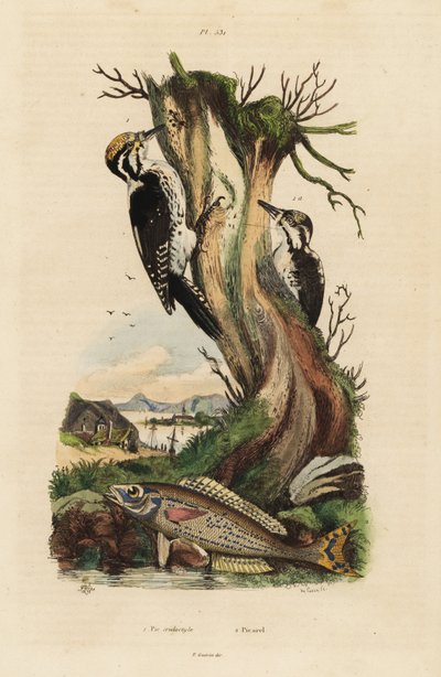 dzięcioł trójpalczasty, Picoides tridactylus 1 i pikarel, Spicara smaris 2. Pic tridactyle, pikarel autorstwa Unbekannt