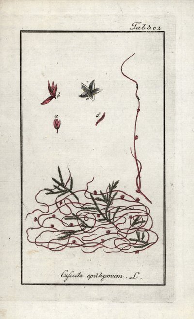 Tymianek pospolity lub tymianek drobnokwiatowy (Cuscuta epithymum). Litografia z "Afbeelding der Artseny-Gewassen" autorstwa Johannesa Zorna (1739-1799), Holandia autorstwa Unbekannter Künstler