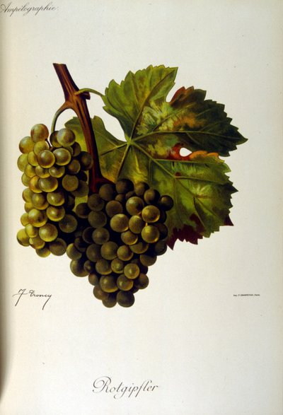 Strona tytułowa francuskiego traktatu o uprawie winorośli (uprawa winogron na wino) z 1905 r. autorstwa Unbekannter Künstler
