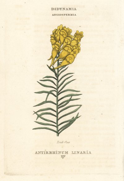 Len zwyczajny, Linaria vulgaris (Antirrhinum linaria). Ręcznie kolorowany miedzioryt według ilustracji Richarda Duppy z jego The Claves and Orders of the Linnaean System of Botany, Longman, Hurst, London. autorstwa Unbekannter Künstler