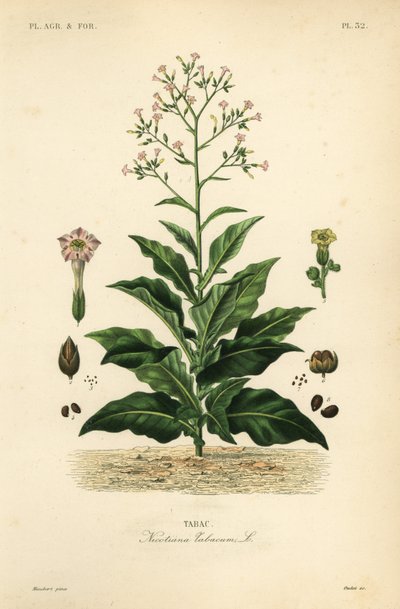 Tytoń, Nicotiana tabacum, Tabac autorstwa Unbekannt