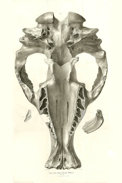 Toxodon Crane, prehistoryczne zwierzę znalezione przez Karola Darwina w pobliżu Montevideo w Urugwaju podczas jego podróży badawczej na pokładzie statku Beagle. Zoologia podróży statku H.M.S. Beagle pod dowództwem kapitana Fitzroya w latach 1832-1836 pod r autorstwa Unbekannter Künstler
