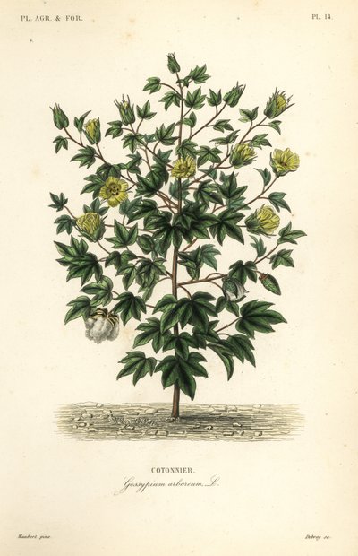 Bawełna drzewna, Gossypium arboreum, Cotoninier autorstwa Unbekannt