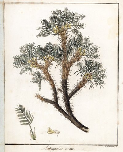 Astragalus prawdziwy - litografia autorstwa F. Guimpela, zaczerpnięta z botaniki medycznej Friedricha Gottloba Haynesa (1763-1832), Berlin autorstwa Unbekannter Künstler