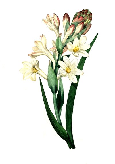 Tuberoza, Agave amica (Agave polianthes), cyfrowa reprodukcja oryginalnego dzieła sztuki z XVIII wieku autorstwa Unbekannter Künstler
