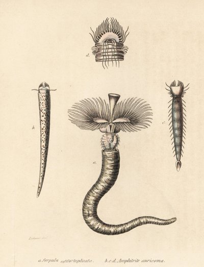 Serpula vermicularis (Serpula contortuplicata) i Amphictene auricoma (Amphitrite auricoma). Ręcznie kolorowana litografia autorstwa Gebharta na podstawie ilustracji Zehnera z Galerii Historii Naturalnej Georga Friedricha Treitschke, Naturhistoris autorstwa Unbekannter Künstler