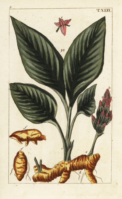 Kurkuma, Curcuma longa. autorstwa Unbekannter Künstler