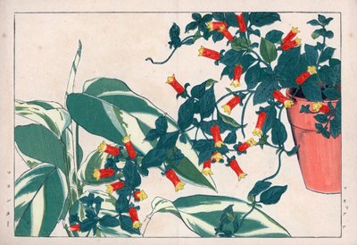 Dwukolorowa manettia w doniczce i dicadame lub ziele ze strzałkami. Winorośl petarda, Manettia bicolor, w doniczce i maranta arundinacea. Ręcznie kolorowana odbitka drzeworytnicza z "Seiyou Sokazufu" Konana Tanigamiego (Pictorial Album of Western Plants an autorstwa Unbekannter Künstler