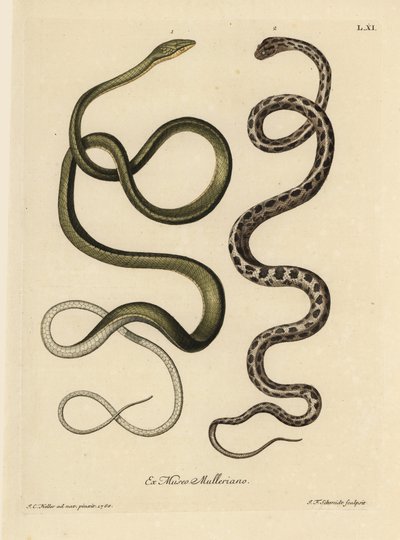 Dwa węże z Surinamu: Green snake (Malayan green whipsnake, Ahaetulla mycterizans) i checkered garter snake, Thamnophis marcianus. Wąż zielony z Surinamu, Coluber mycterizans, biały wąż elegancko zabarwiony na czarno w szylkret. Ręcznie ubarwiona miedzianka autorstwa Unbekannter Künstler