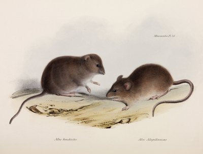 Dwa typy myszy, Ameryka Południowa, ok. 1832-1836 autorstwa Unbekannt