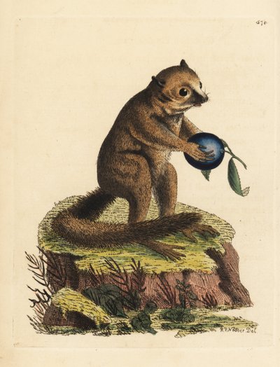 Nieznany gatunek lemura miniaturowego (Lemur minutus). Ilustracja narysowana i wygrawerowana przez Richarda Polydore