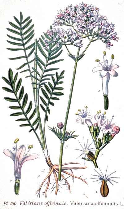 Waleriana lekarska, ok. 1880-1900 (rycina) autorstwa Unbekannter Künstler