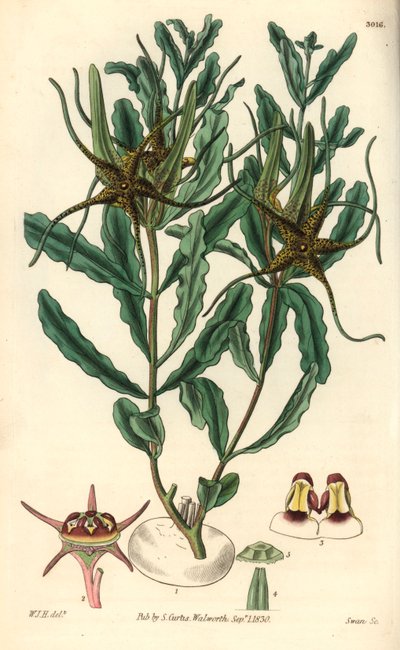 Variete by Brachystelma (Brachystelma crispum) - Ilustracja Williama Jacksona Hoopera (1785-1865), grawerowana przez Swana, dla magazynu botanicznego Williama Curtisa. autorstwa Unbekannter Künstler