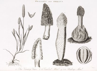 Odmiana traw i wodnych phallus des champignons morille autorstwa Unbekannt