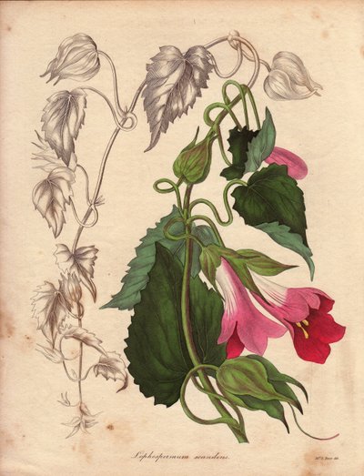 Odmiana Lophospermum (L.Scandens), pnąca z różowymi i fioletowymi kwiatami. Gatunek odkryty przez pana Batesa, bardzo rozpowszechniony w zaroślach Meksyku. Roślina ta została wyhodowana w kolekcji Charlesa Tayleure
