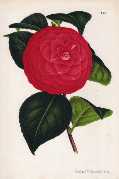 Odmiana wielbłąda hybrydowego o nazwie Marchesa Davia (Camellia japonica, Thea japonica) o czerwonych kwiatach z karmazynowymi żyłkami. Chromolitografia autorstwa P. de Pannemaekera, opublikowana około 1880 r. w Gandawie (Belgia), w L