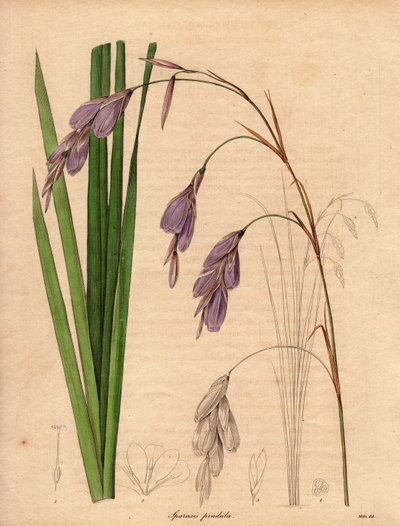 Odmiana irysa (Sparaxis pendula), zwana kwiatem arlekina, pochodząca z Afryki Południowej, o zwisających kwiatach w kolorze liliowym. Ilustracja autorstwa R. Millsa (działającego w latach 1836-1842), w The Botanist, serii Benjamina Maunda w pięciu tomach,  autorstwa Unbekannter Künstler