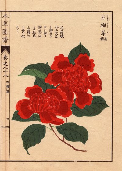 Odmiany kamelii japońskiej (Thea japonica Nois): Sekirousa, o kwiatach ecarlate. Eau forte en couleurs, drzeworyt autorstwa Kanena Iwasaki (1786-1842), botanika, entomologa i zoologa japońskiego, opublikowany w Honzo Zufu w 1884 r., ilustrowanym przewodnik autorstwa Unbekannter Künstler