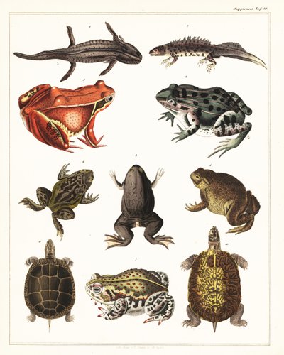 Odmiany płazów, żab i żółwi.,1841 (litografia) autorstwa Unbekannter Künstler