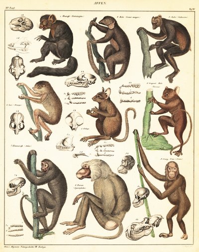 Odmiany małp. 1841 (litografia) autorstwa Unbekannter Künstler