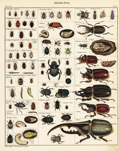 Odmiany chrząszczy.,1841 (litografia) autorstwa Unbekannter Künstler