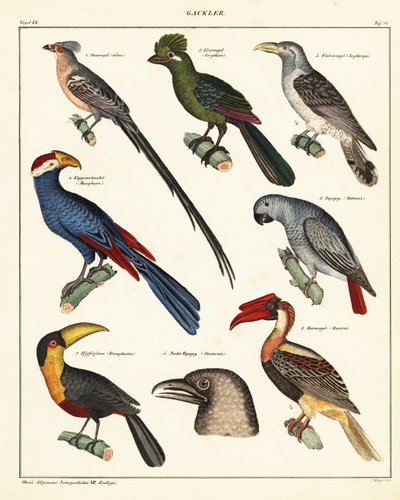 Odmiany ptaków.,1841 (litografia) autorstwa Unbekannter Künstler