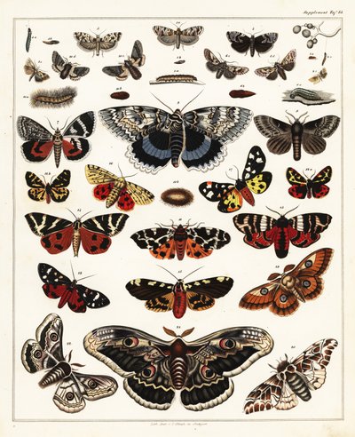 Odmiany motyli, ciem itp.,1841 (litografia) autorstwa Unbekannter Künstler