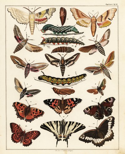 Odmiany motyli, ciem itp.,1841 (litografia) autorstwa Unbekannter Künstler