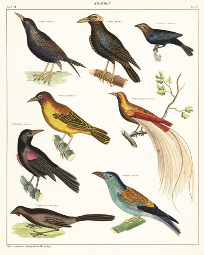 Odmiany ptaków egzotycznych. 1841 (litografia) autorstwa Unbekannter Künstler