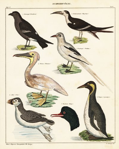 Odmiany ptaków morskich. 1841 (litografia) autorstwa Unbekannter Künstler