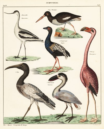 Odmiany ptaków brodzących. 1841 (litografia) autorstwa Unbekannter Künstler