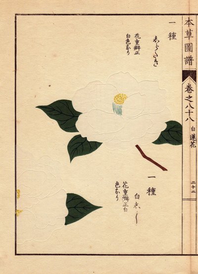 Odmiana kamelii z Japonii (Thea japonica Nois): Shirataki i Shiroshishi, o białych kwiatach. Eau forte en couleurs, drzeworyt autorstwa Kanena Iwasaki (1786-1842), botanika, entomologa i zoologa japońskiego, opublikowany w Honzo Zufu, w 1884 r., przewodnik autorstwa Unbekannter Künstler