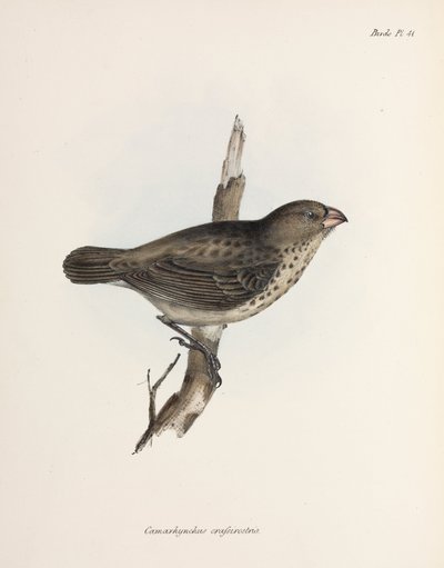 Dziwonia wegetariańska, Wyspy Galapagos, ok. 1832-1836 autorstwa Unbekannt