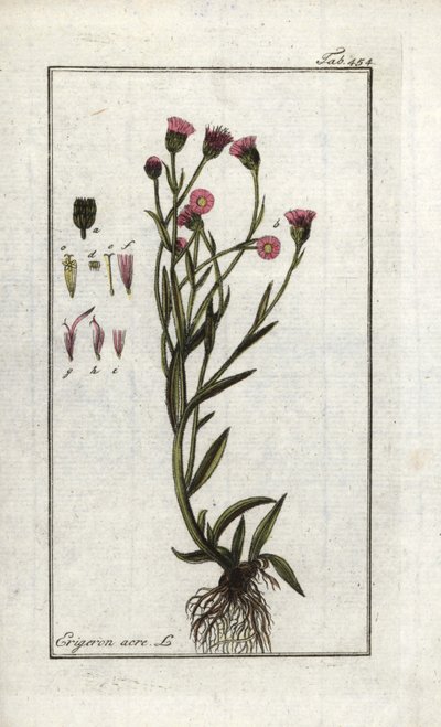 Vergerette acre (Erigeron acris). Litografia z "Picture of Artseny-Gewassen" autorstwa Johannesa Zorna (1739-1799), Holandia autorstwa Unbekannter Künstler