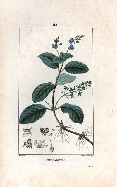 Veronique des ruisseaux ou cress de cheval or salad de chouette - Engraving by Lambert fils, from the drawing by Pierre Jean Francois Turpin (1775-1840), extracted from La flore medicale, de Chaumeton, Poiret et Chamberet, Paris 1830 - Brooklime or Europea autorstwa Unbekannter Künstler