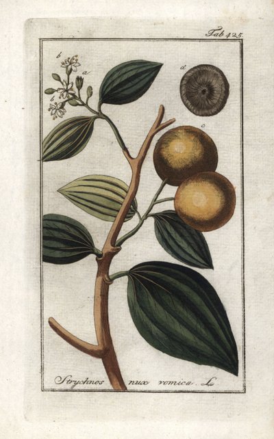 Vomiker (Strychnis nux-vomica). Litografia z "Afbeelding der Artseny-Gewassen" Johannesa Zorna (1739-1799), Holandia autorstwa Unbekannter Künstler