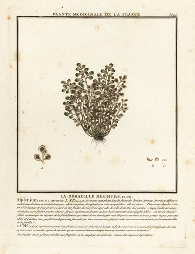Wall-rue, Asplenium ruta-maria. autorstwa Unbekannter Künstler