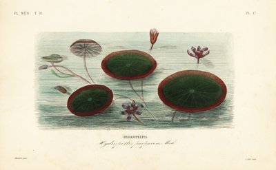 Tarcza wodna, Brasenia schreberi, Hydropeltis purpurea, Hydropeltis autorstwa Unbekannt