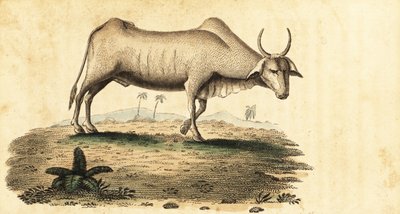 Bawół wodny, Bubalus bubalus., 1800 (grawerowanie) autorstwa Unbekannter Künstler