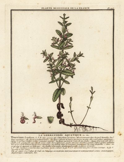 Ożanka wodna, Teucrium scordium. autorstwa Unbekannter Künstler