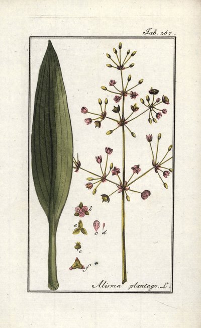 Babka wodna (Alisma plantago-aquatica). Litografia z "Afbeelding der Artseny-Gewassen" (zielnik roślin leczniczych) autorstwa Johannesa Zorna (1739-1799), Holandia. autorstwa Unbekannter Künstler