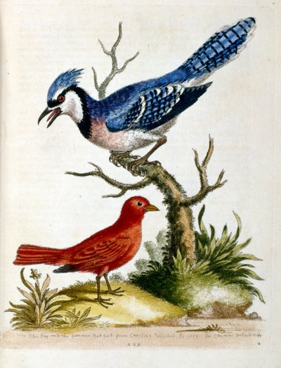 Ilustracja akwarelowa z książki o rzadkich ptakach autorstwa G. Edwardsa z 1750 r. George Edwards (1694-1773) był brytyjskim przyrodnikiem i ornitologiem. Wiele podróżował po Europie, badając historię naturalną, a w szczególności ptaki. Zdobył pewne uznani autorstwa Unbekannter Künstler