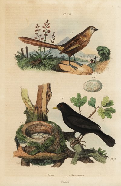 Trawnik zwyczajny, Amytornis textilis 1 i kos pospolity z gniazdem i jajami, Turdus merula 2. Merion, gmina Merle autorstwa Unbekannt