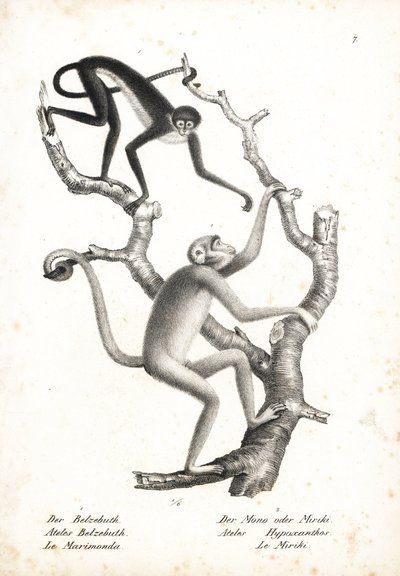 Pająk białobrzuchy, Ateles belzebuth (zagrożony wyginięciem) i muriqui północny, Brachyteles hypoxanthus (Ateles hypoxanthus), krytycznie zagrożony wyginięciem. Litografia autorstwa Karla Josepha Brodtmanna z Ilustrowanej historii naturalnej zwierząt Heinr autorstwa Unbekannter Künstler