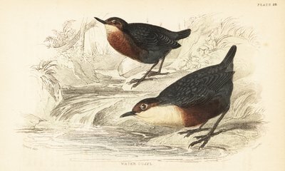 Wóz z białym gardłem lub ouzel wodny, Cinclus cinclus.1889 (grawerowanie) autorstwa Unbekannter Künstler