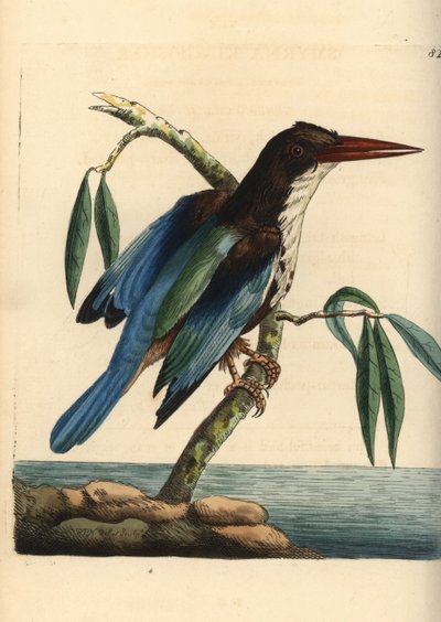 Zimorodek białosterny, Halcyon smyrnensis (zimorodek smyrneński, Alcedo smyrnensis). Ilustracja narysowana i wygrawerowana przez Richarda Polydore
