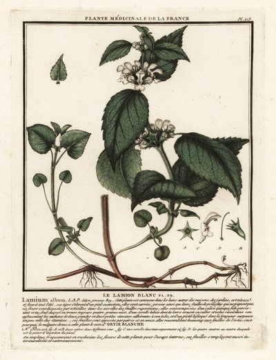 Biała pokrzywa, album Lamium. autorstwa Unbekannter Künstler