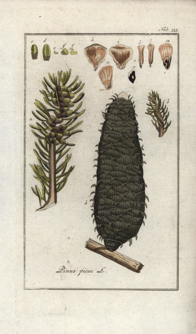 Jodła biała, pektynowa lub Wogezów (Abies alba). Litografia z "Afbeelding der Artseny-Gewassen" Johannesa Zorna (1739-1799), Holandia autorstwa Unbekannter Künstler