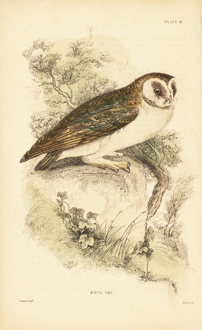 Biała sowa lub płomykówka, Tyto alba, siedząca na skale. 1889 (grawerowanie) autorstwa Unbekannter Künstler