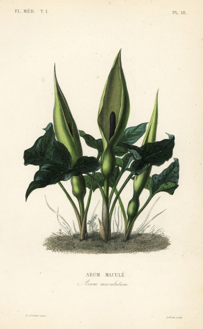 Dziki arum, panowie i panie lub Jack na ambonie, Arum maculatum, Arum macule autorstwa Unbekannt